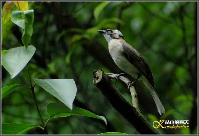 鈥溗啄疋澃淄佛恰菊掌