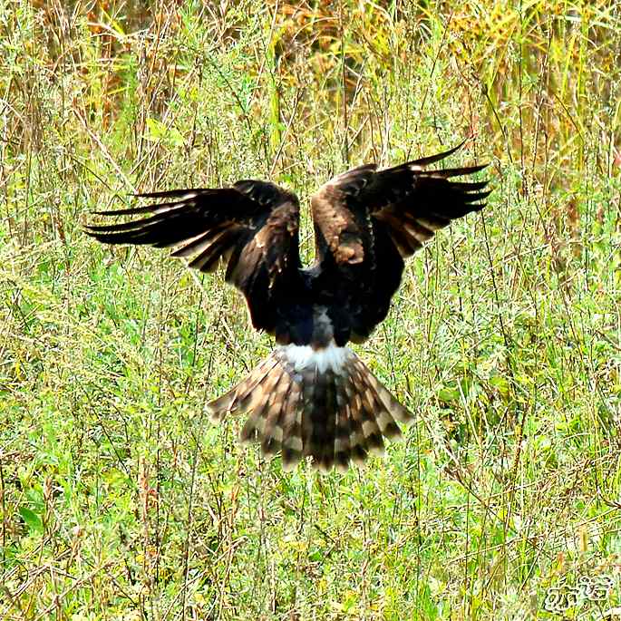 北京密云&nbsp;wbr路&nbsp;wbr白尾鹞