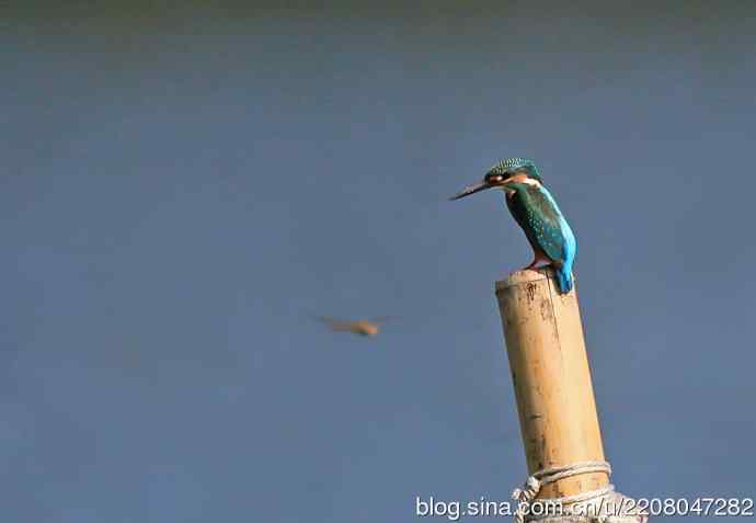 216.可爱的小翠（原生态）