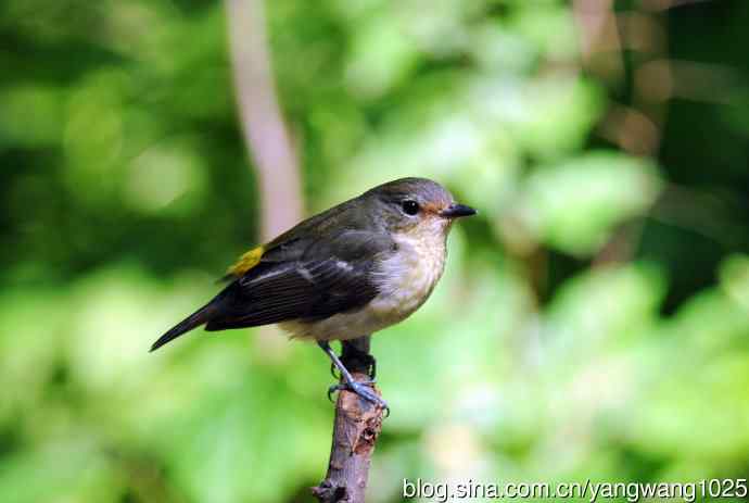 雌性白眉姬鹟(3) 雌性白眉姬鹟(3)