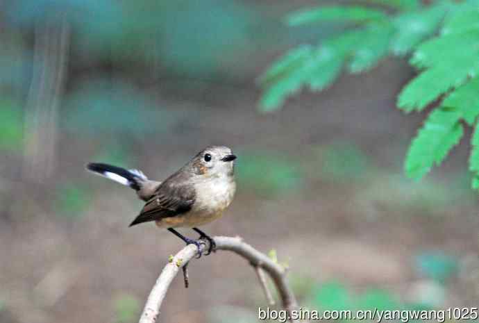 红喉姬鹟（12）