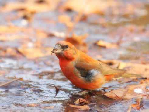 猎奇：奇特的鸟喙之四