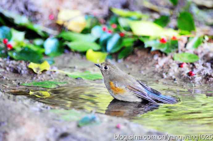 雌性红胁蓝尾鸲（50）