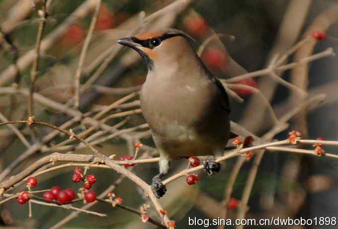 太平鸟归来 太平鸟归来