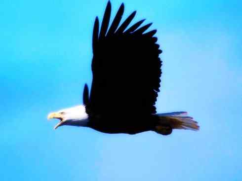 白头鸟系列:另类的美丽(白头海雕) 白头鸟系列:另类的美丽(白头海雕)