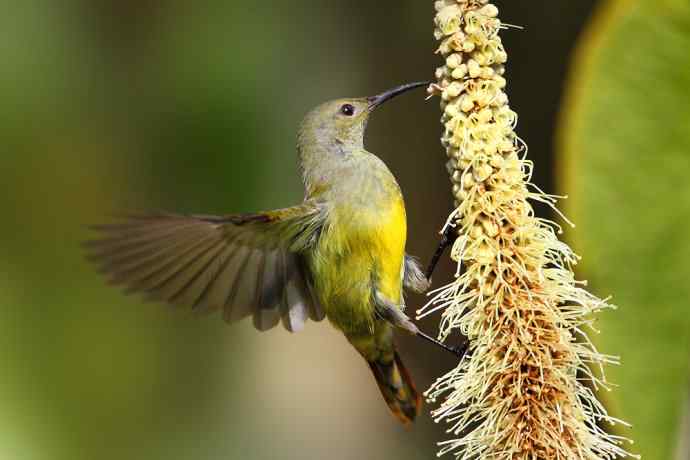 因太阳而更加美丽，因红尾而呈上吉祥