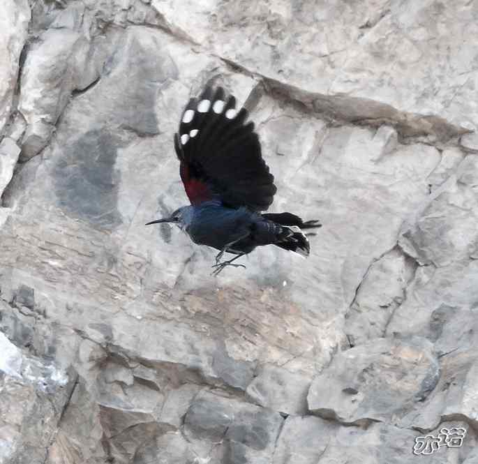 永定河峡谷 wbr路 wbr红翅旋壁雀 永定河峡谷 wbr路 wbr红翅旋壁雀