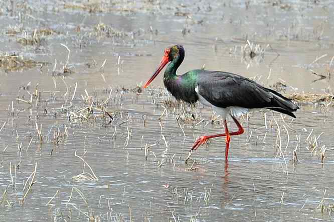 黑鹳很绚丽 后果很斑斓