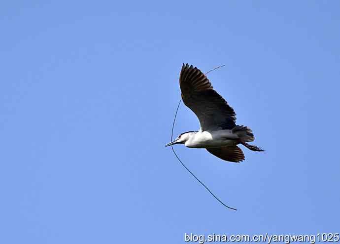 飞(夜鹭)19 飞(夜鹭)19