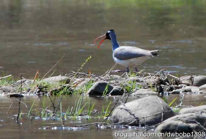 鹮嘴鹬-白河峡谷的精灵