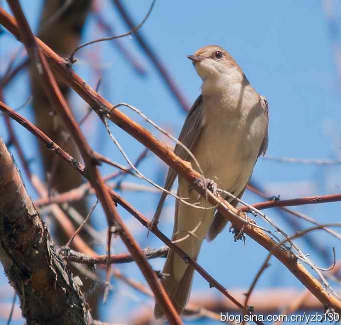 叫声甚悦耳的新疆特有鸟（组图，5张图片）