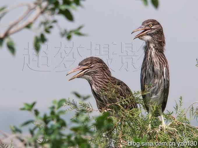 聆听超萌鈥溞∫光澢ㄗ橥迹24张图片）