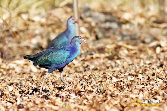 云南拍鸟：紫水鸡