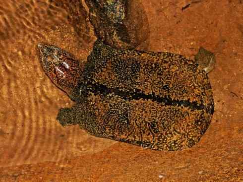 玄武:传说的兽原型探秘(鳖) 玄武:传说的兽原型探秘(鳖)