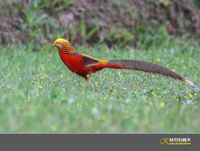 凤凰传说鈥斺敽旄菇跫