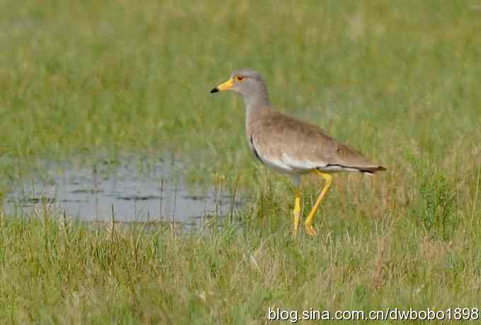 鸬鹚红腿儿和麦鸡鈥斺斈诿晒勰裥校ㄋ模