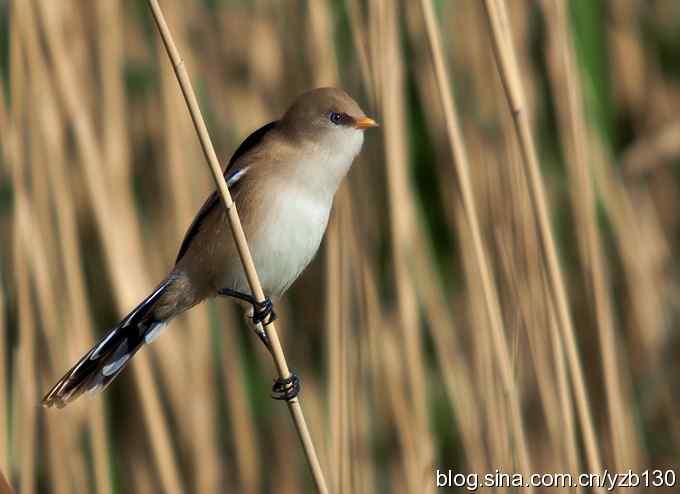 文须雀（组图，5张图片）