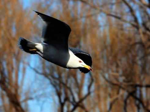 白头鸟系列:另类的美丽(黑背鸥) 白头鸟系列:另类的美丽(黑背鸥)