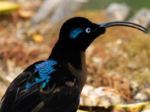 美丽无罪:雀鸟之极乐鸟 美丽无罪:雀鸟之极乐鸟