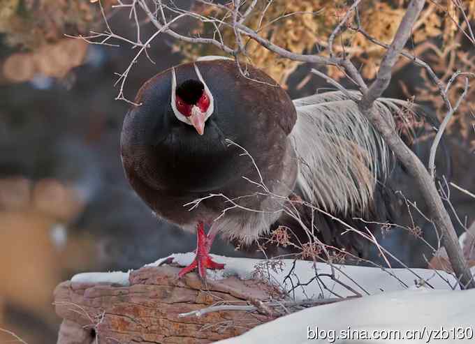 闪亮登场&bull;褐马鸡&bull;国家一级（组图，20张图片）