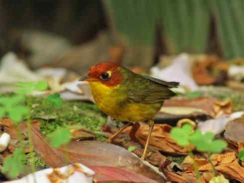 美丽无罪：雀鸟之地莺