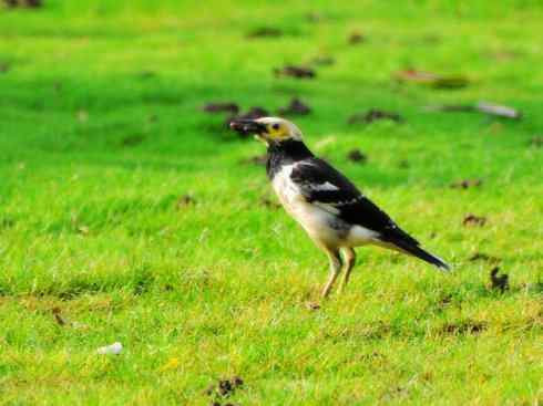 白头鸟系列:另类的美丽5 白头鸟系列:另类的美丽5