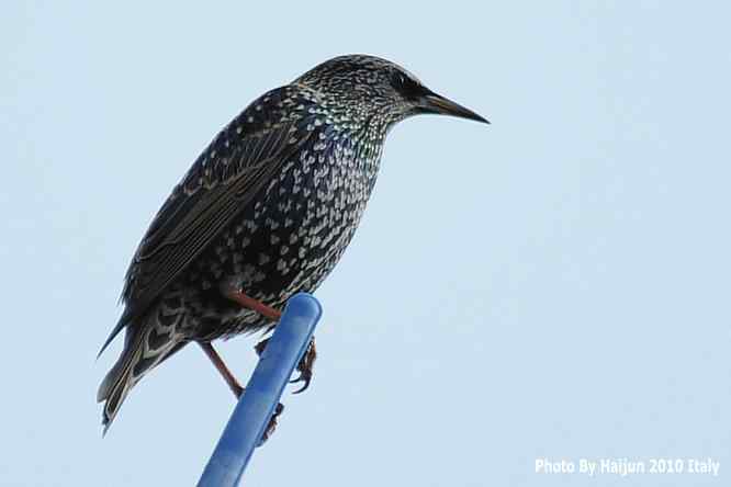 【亚平宁半岛之旅 wbr. wbr紫翅椋鸟】