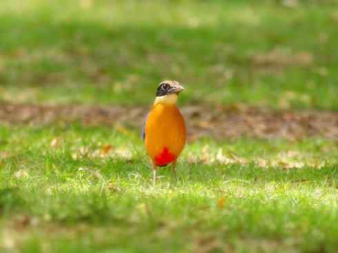 美丽无罪：雀鸟之八色鸫