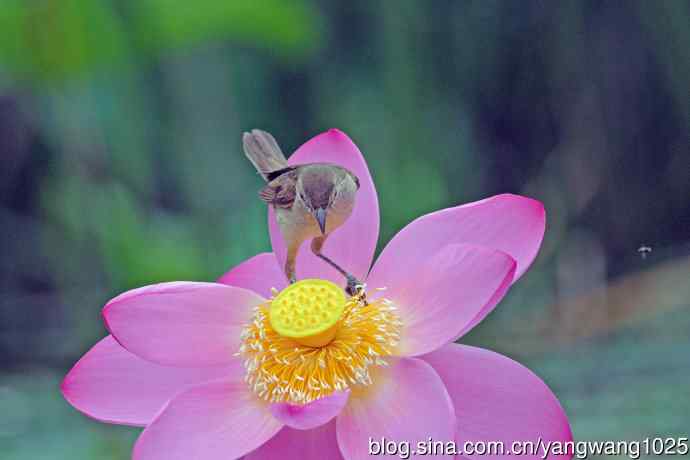东方大苇莺与荷花（6）