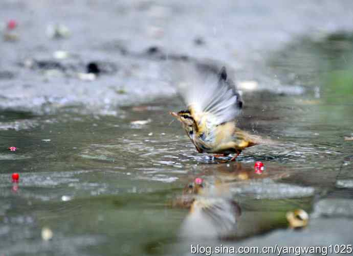 洗浴中的褐柳莺 洗浴中的褐柳莺