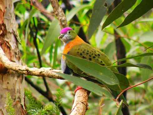 白头鸟系列：另类的美丽11（鸠鸽）