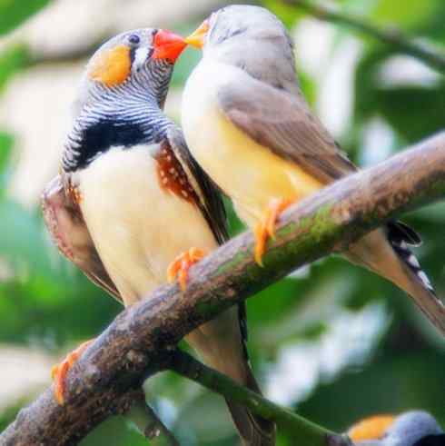 家禽驯化之源之二十