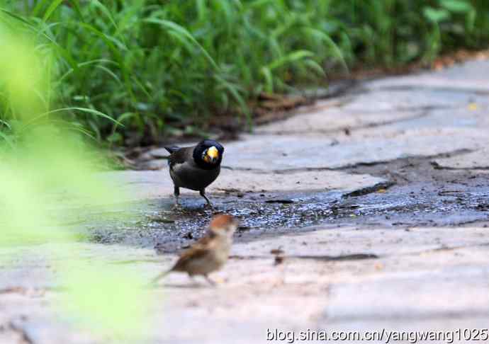 黑尾蜡嘴雀（雄）