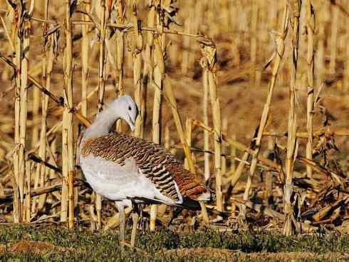 鸟类之最：大鸨