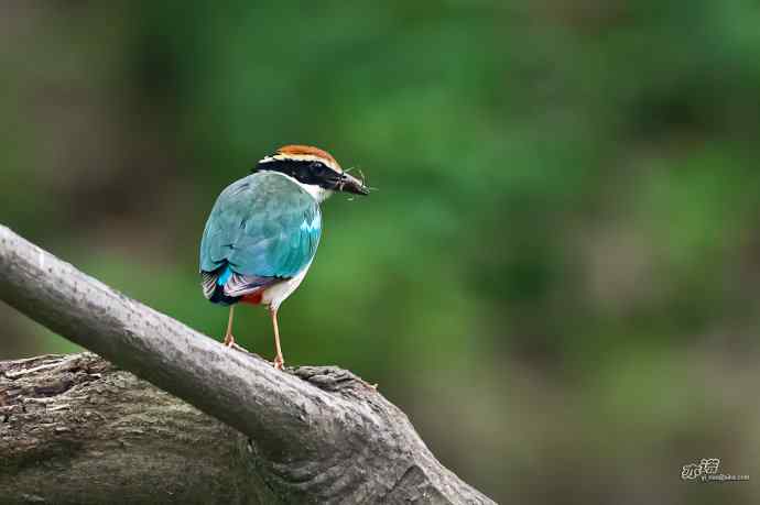 董寨的仙八色鸫