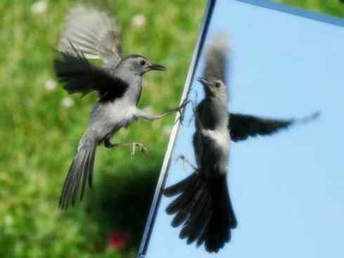 雀鸟也彪悍：别惹我（小嘲鸫）