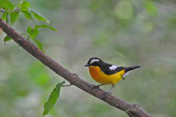 雄性白眉姬鹟（16）