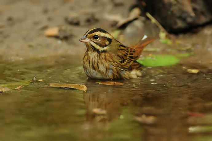 金汤沐浴.天坛白眉鹀
