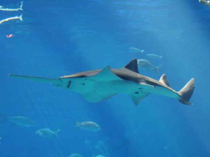 鱼类活化石:锯鳐 鱼类活化石:锯鳐