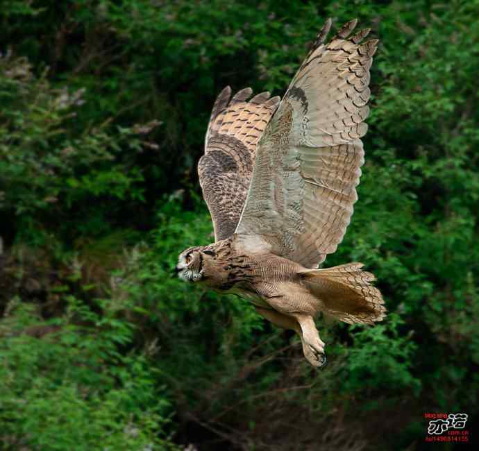 河北抚宁&nbsp;wbr路&nbsp;wbr雕鸮