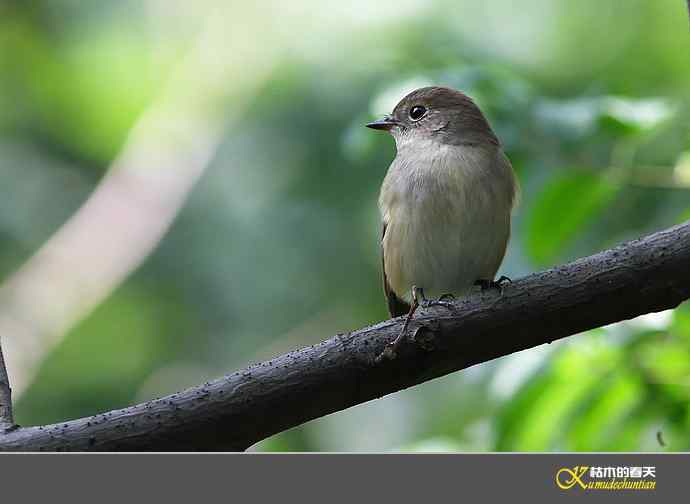 红喉[姬]鹟【照片】
