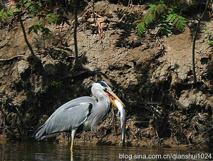 鹭家的午餐(翠湖湿地) 鹭家的午餐(翠湖湿地)