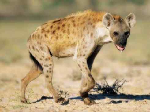 狈：传说的兽原型探秘（鬣狗）