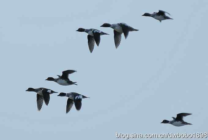 初冬北戴河观鸟