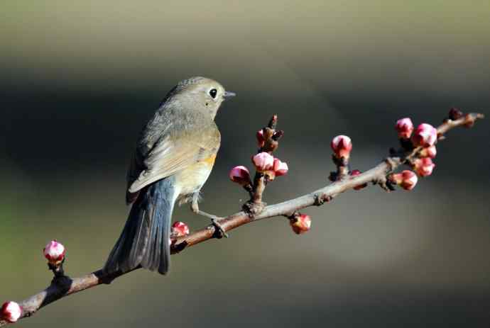 雌性红胁蓝尾鸲(42) 雌性红胁蓝尾鸲(42)