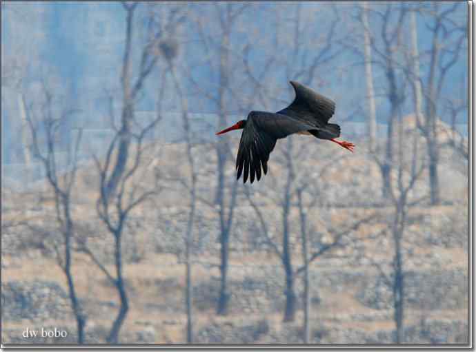 巧遇黑鹳 巧遇黑鹳