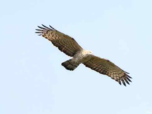 十大喜食蜂蜜动物:凤头蜂鹰 十大喜食蜂蜜动物:凤头蜂鹰