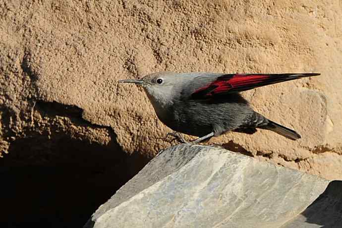 明星鸟鈥斺敽斐嵝谌