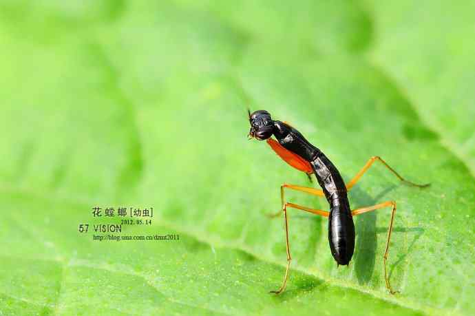 虫虫世界鈥斺敾耄ㄓ壮妫