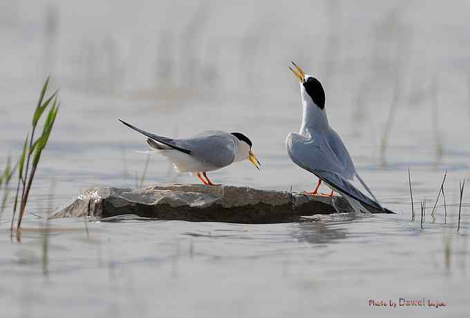 白额燕鸥：丹青写意 wbr似水柔情